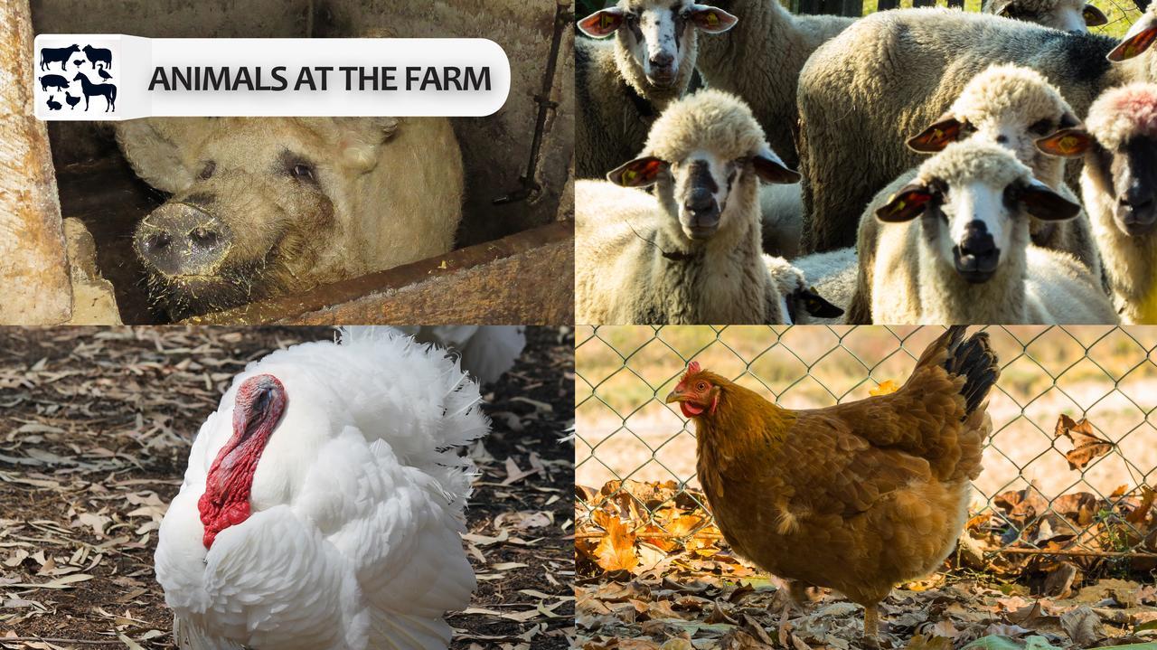 デスポトヴァツ Eco Farm Milanovicゲストハウス エクステリア 写真
